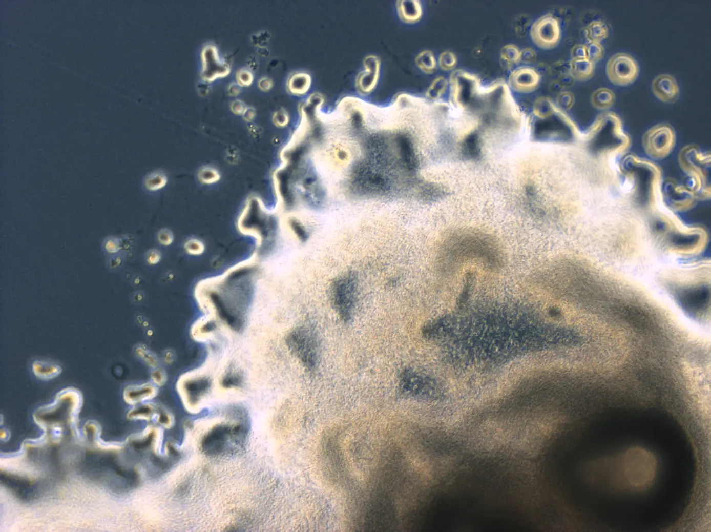 K-rhaeticus_microscopy_Pevere_17