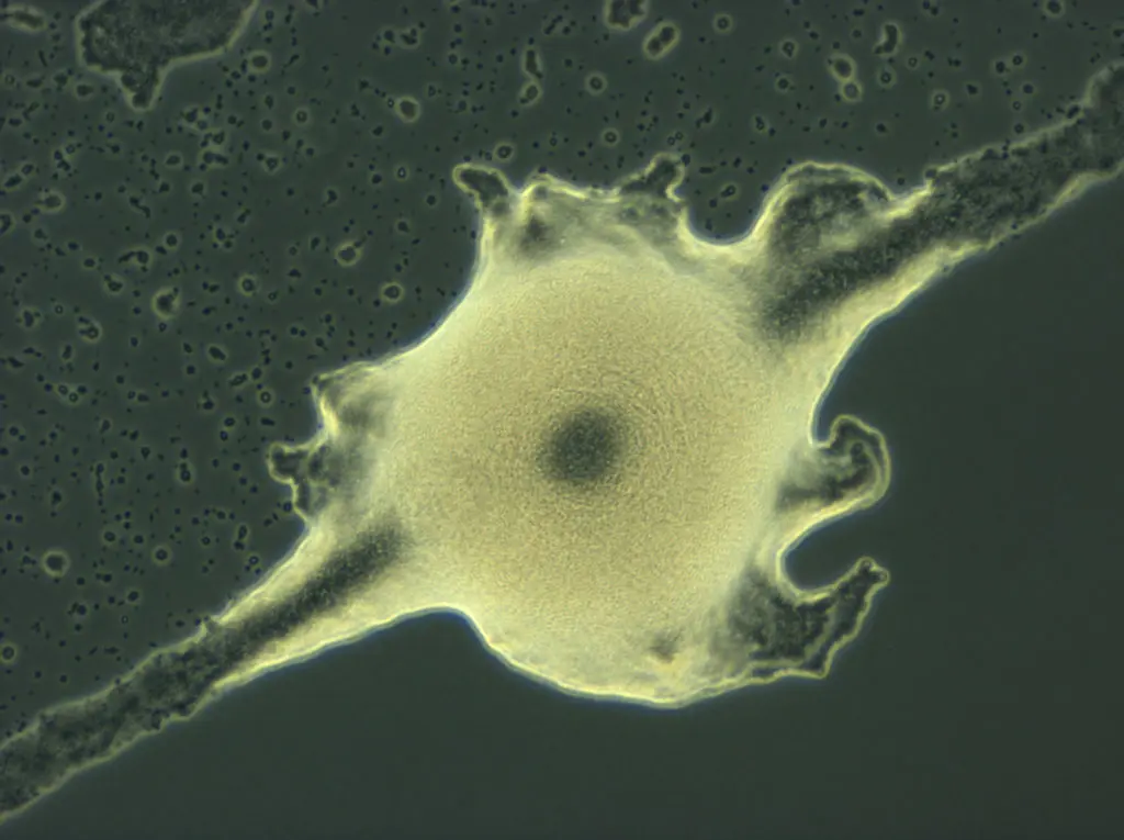 K-rhaeticus_microscopy_Spitschak_02-1024x765