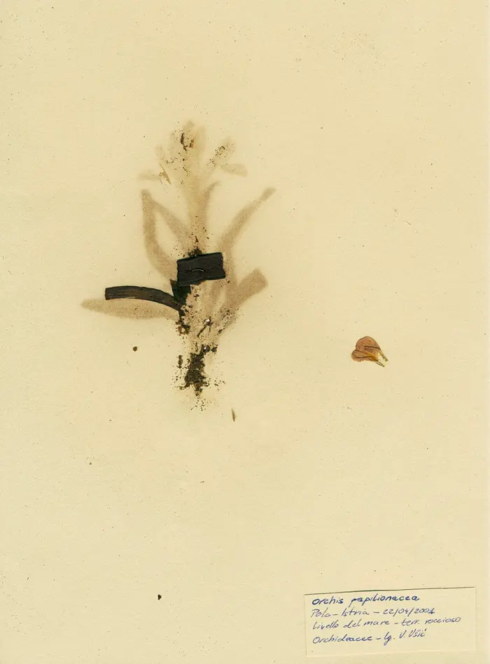 Margherita-Pevere-Herbarium-01