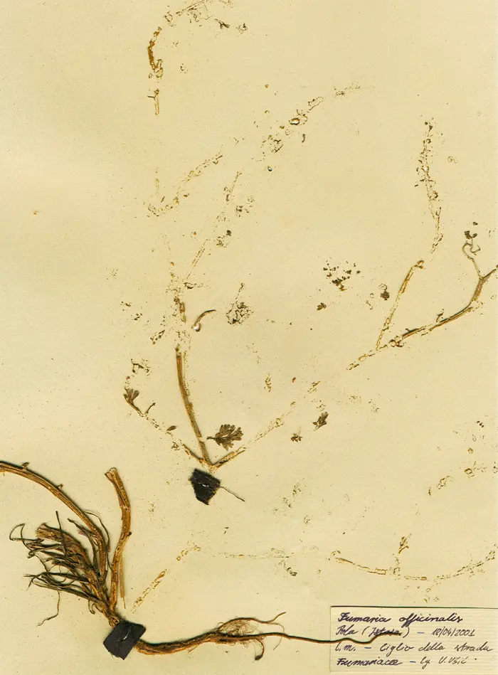 Margherita-Pevere-Herbarium-Fumaria-officinalis