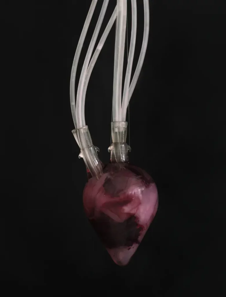 Installation detail. Image portraying W.01, first part of Margherita Pevere's Wombs series. The image portrays heart-shaped glassware containing burgundy-colored liquid and tissue content. The top of the glassware is connected to six silicone tubes. W.01 Non/living artwork features living bacterial culture, microbial biofilm, the artist’s urine extract, laboratory glassware, silicone tube, metal wire.
