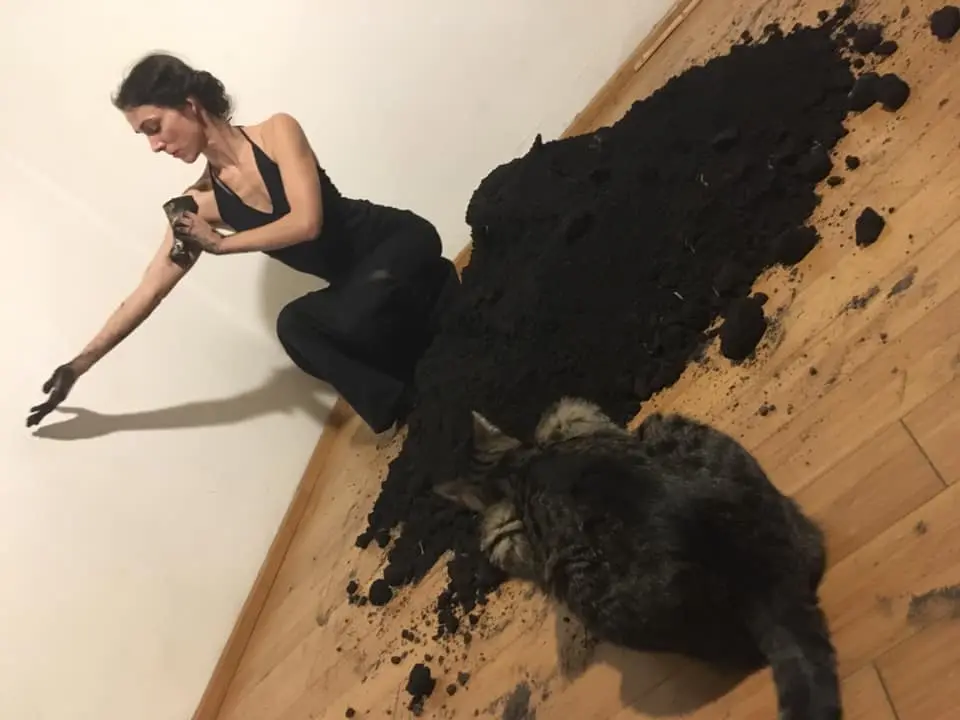 TTT_cat-Hege